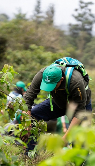 Reforestación en Cajanuma en alianza con Cascos Verdes