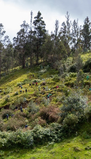Reforestación en Cajanuma en alianza con Cascos Verdes