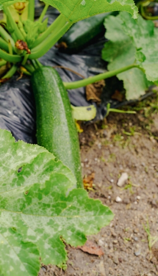 Diseño y Evaluación de un Sistema Agroecológico de Producción Hortícola