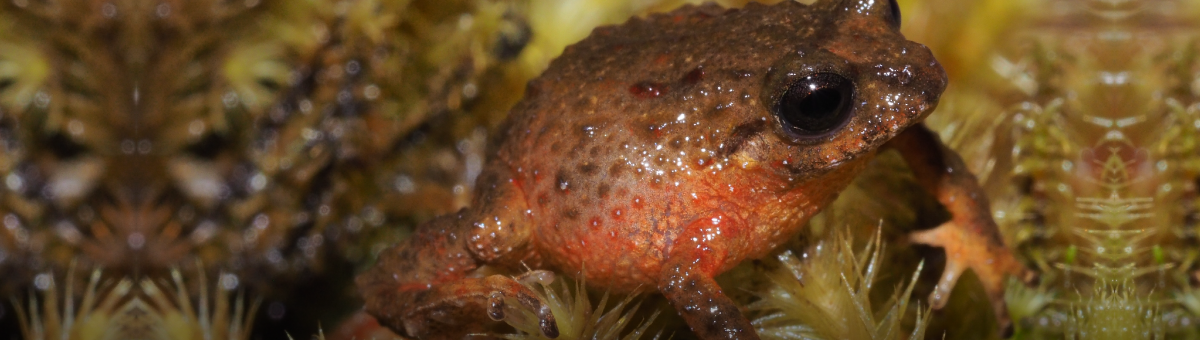 Nueva especie de rana tiktik es descubierta en Ecuador por la UTPL