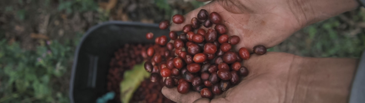 Serie documental de la UTPL invita a explorar el mundo del café
