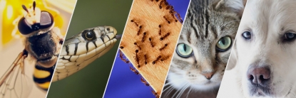 Investigación UTPL analiza animales que pueden predecir sismos