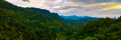 Docente de la UTPL es parte de estudio mundial sobre los bosques