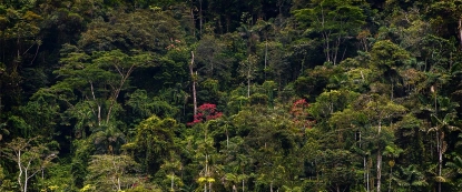  Aspectos ambientales, políticos y sociales de los incendios en la Amazonía