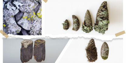 Investigación de la UTPL revela que las piñas de pino son clave para restaurar ecosistemas andinos