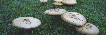 Analizan dos especies de hongos para generar biomateriales