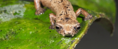 UTPL busca conservar anfibios en peligro de extinción en Zamora, Ecuador