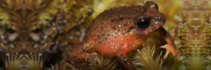 Nueva especie de rana tiktik es descubierta en Ecuador por la UTPL