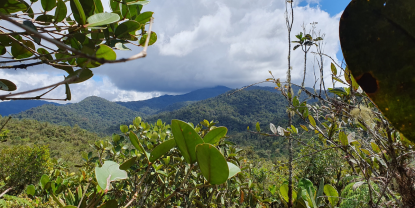 UTPL describe tres nuevas especies de ranas que enriquecen biodiversidad ecuatoriana