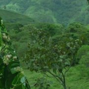 Cascarilla planta nacional de Ecuador 