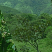 Cascarilla Sagrada