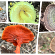 Investigación de la UTPL identifica 47 especies de hongos en la Reserva Ecológica Arenillas