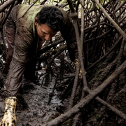 Investigación sobre los manglares demuestra la importancia del cuidado de este ecosistema