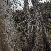 Investigadores de Ecuador describen una nueva especie de árbol tropical