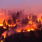 La sostenibilidad juega un papel importante en la prevención de incendios forestales