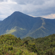 Tres nuevas especies de ranas del bambú son descubiertas en los Andes del sur del Ecuador