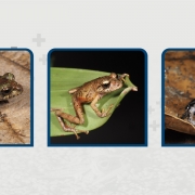 UTPL describe tres nuevas especies de ranas que enriquecen la biodiversidad ecuatoriana