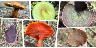 Investigación de la UTPL identifica 47 especies de hongos en la Reserva Ecológica Arenillas