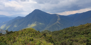 Tres nuevas especies de ranas del bambú son descubiertas en los Andes del sur del Ecuador