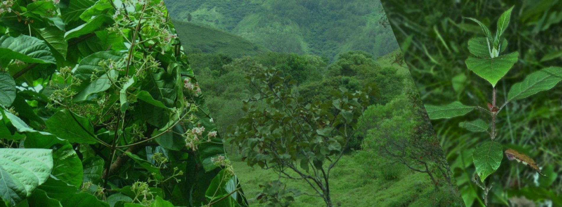 Cascarilla planta nacional de Ecuador 