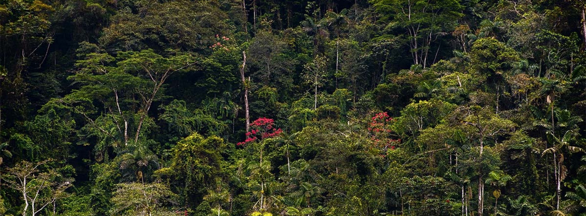  Aspectos ambientales, políticos y sociales de los incendios en la Amazonía