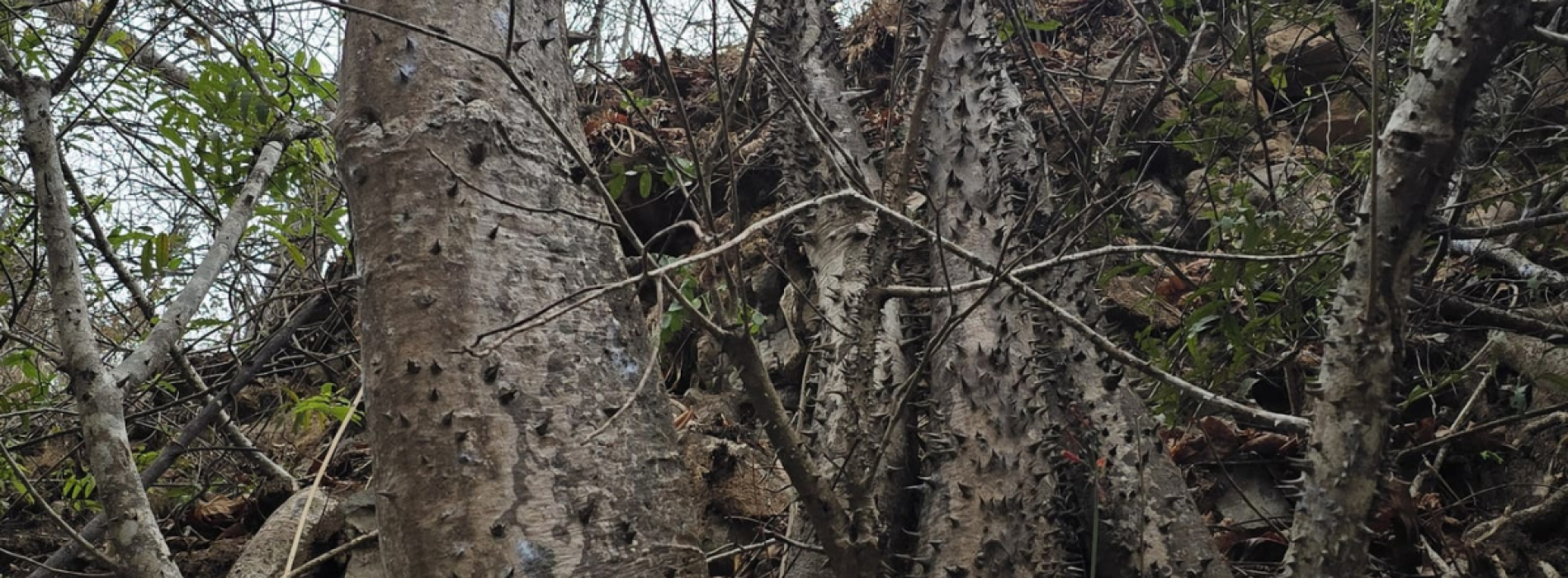 Investigadores de Ecuador describen una nueva especie de árbol tropical