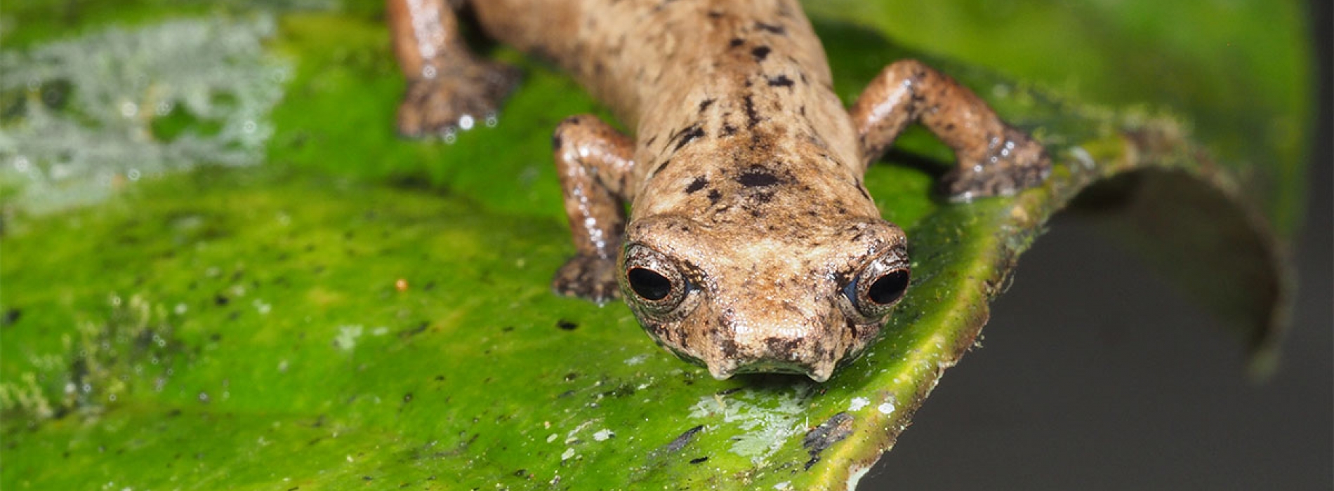 UTPL busca conservar anfibios en peligro de extinción en Zamora, Ecuador
