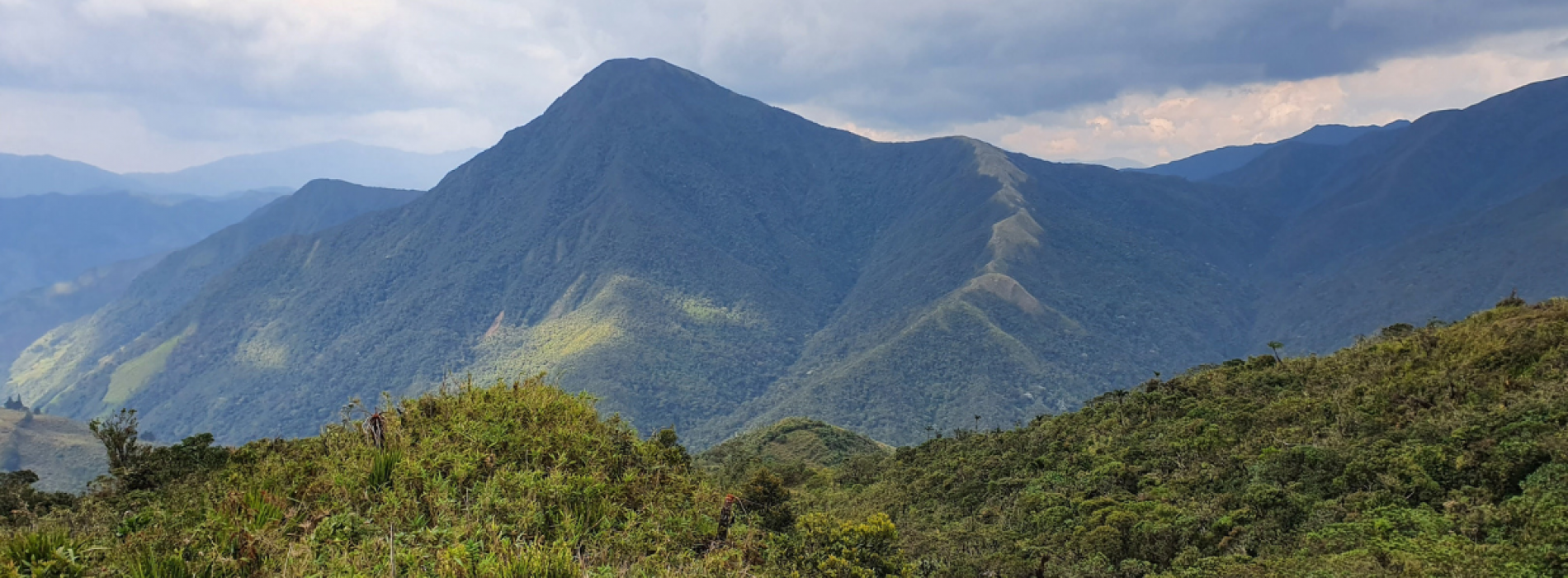 Tres nuevas especies de ranas del bambú son descubiertas en los Andes del sur del Ecuador Tres nuevas especies de ranas del bambú son descubiertas en los Andes del sur del Ecuador