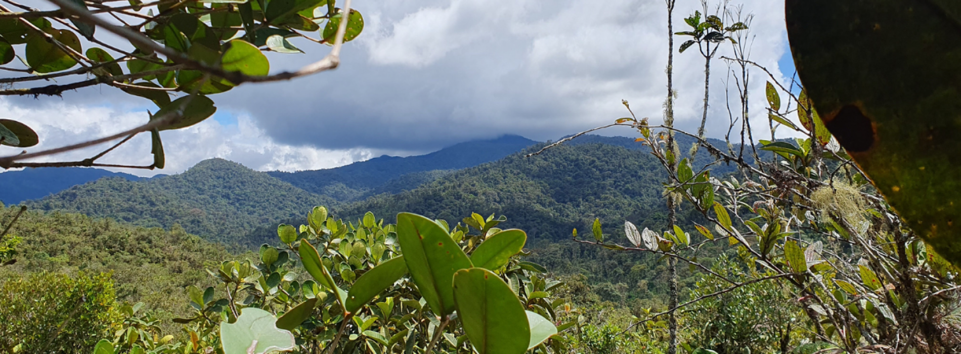 UTPL describe tres nuevas especies de ranas que enriquecen biodiversidad ecuatoriana