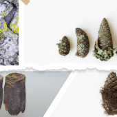Investigación de la UTPL revela que las piñas de pino son clave para restaurar ecosistemas andinos