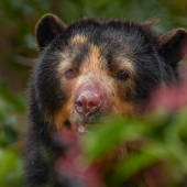 Investigación sobre el oso andino y su impacto en la preservación de los ecosistemas