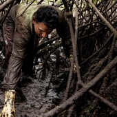 Investigación sobre los manglares demuestra la importancia del cuidado de este ecosistema