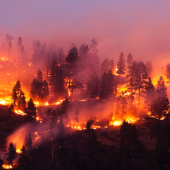 La sostenibilidad juega un papel importante en la prevención de incendios forestales