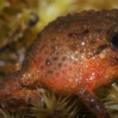 Nueva especie de rana tiktik es descubierta en Ecuador por la UTPL