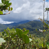 UTPL describe tres nuevas especies de ranas que enriquecen biodiversidad ecuatoriana