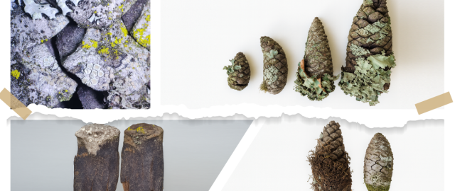 Investigación de la UTPL revela que las piñas de pino son clave para restaurar ecosistemas andinos