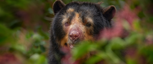 Investigación sobre el oso andino y su impacto en la preservación de los ecosistemas