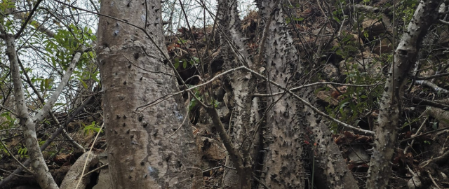 Investigadores de Ecuador describen una nueva especie de árbol tropical