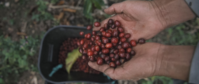 Serie documental de la UTPL invita a explorar el mundo del café