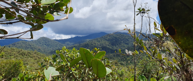 UTPL describe tres nuevas especies de ranas que enriquecen biodiversidad ecuatoriana