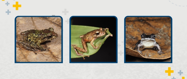 UTPL describe tres nuevas especies de ranas que enriquecen la biodiversidad ecuatoriana
