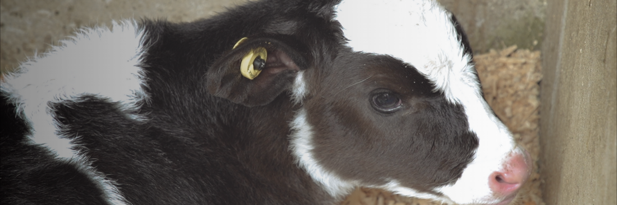 Biotecnología para asegurar mejores razas de bovinos